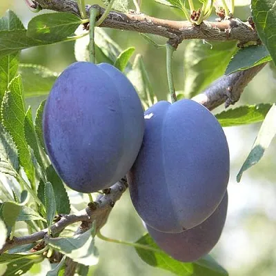 Слива СТЭНЛИ в Воронеже