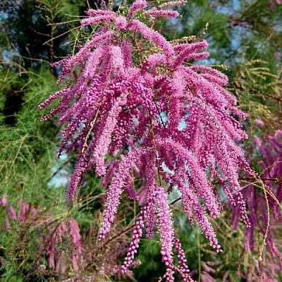 Тамарикс ПИНК КАСКАД  Тамарикс ПИНК КАСКАД в Воронеже