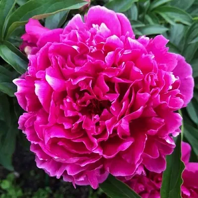 Пион КАРЛ РОЗЕНФЕЛЬД травянистый  Пион КАРЛ РОЗЕНФЕЛЬД травянистый в Воронеже