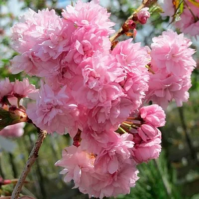 Сакура КИКУ ШИДАРЕ  Сакура КИКУ ШИДАРЕ в Воронеже