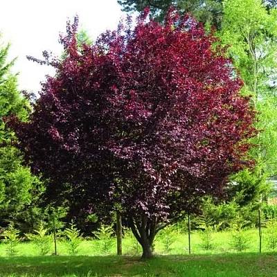 Слива НИГРА растопыреная  в Воронеже