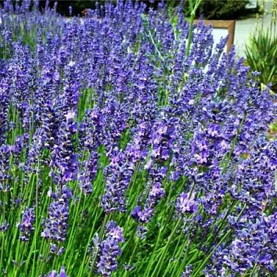 Лаванда ФЕНОМЕНАЛ узколистная  Лаванда ФЕНОМЕНАЛ узколистная в Воронеже