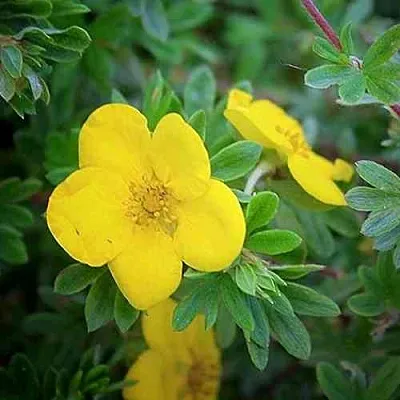 Лапчатка ГОЛДСТАР кустарниковая  Лапчатка ГОЛДСТАР кустарниковая в Воронеже