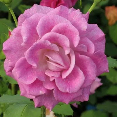 Саженцы роз ВИОЛЕТТА чайно-гибридная в Воронеже