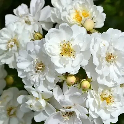 Саженцы роз ГИРЛЯНДА ДЕ АМУР мускусная в Воронеже