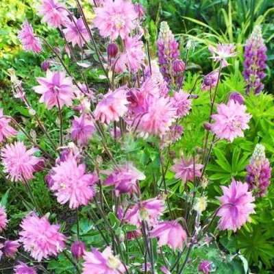 Аквилегия БАРЛОУ ПИНК гибрид МакКаны — описание сорта Аквилегия БАРЛОУ ПИНК гибрид МакКаны в Воронеже