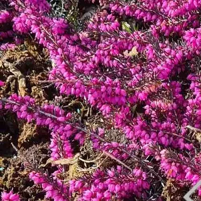 ЭРИКА "АЛЬПИЙСКИЙ ВЕРЕСК" (зимующая) сорт АТРОРУБРА  ЭРИКА "АЛЬПИЙСКИЙ ВЕРЕСК" (зимующая) сорт АТРОРУБРА в Воронеже