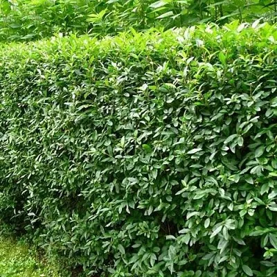 Бирючина обыкновенная  Бирючина обыкновенная в Воронеже