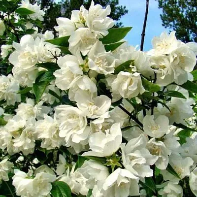 Жасмин ДЕНИСКИНЫ РАССКАЗЫ  Жасмин ДЕНИСКИНЫ РАССКАЗЫ в Воронеже