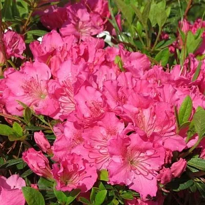 Азалия КИРСТИН японская  Азалия КИРСТИН японская в Воронеже