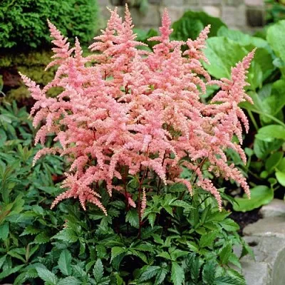 Астильба БРЕССИНГЕМ БЬЮТИ Арендса  Астильба БРЕССИНГЕМ БЬЮТИ Арендса в Воронеже