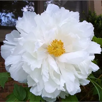 Пион БЕЛЫЙ НЕФРИТ древовидный  Пион БЕЛЫЙ НЕФРИТ древовидный в Воронеже