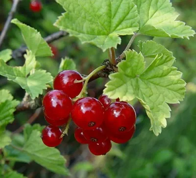 Смородина альпийская ШМИДТ в Воронеже