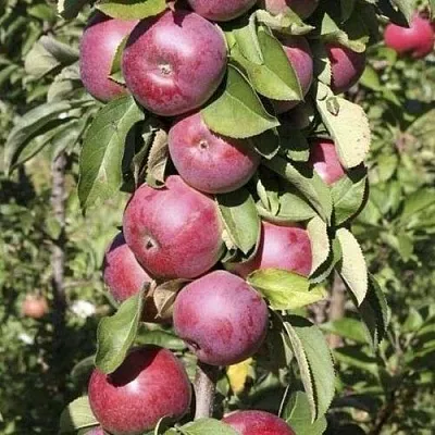 Яблоня ЕСЕНИЯ колонновидная  Яблоня ЕСЕНИЯ колонновидная в Воронеже