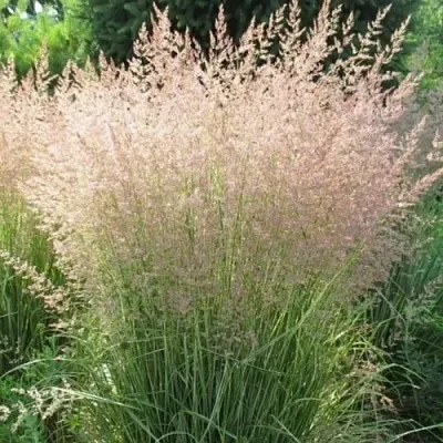 Вейник ОВЕРДАМ остроцветковый  Вейник ОВЕРДАМ остроцветковый в Воронеже