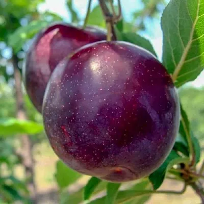 Слива АНЖЕЛИНО  Слива АНЖЕЛИНО в Воронеже