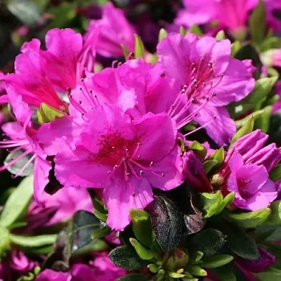 Азалия КЕНИГШТАЙН японская  Азалия КЕНИГШТАЙН японская в Воронеже