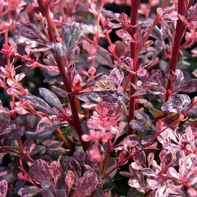 Барбарис АРЛЕКИН тунберга  Барбарис АРЛЕКИН тунберга в Воронеже