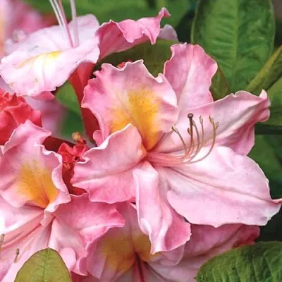 Азалия СЕССИЛЬ листопадная  Азалия СЕССИЛЬ листопадная в Воронеже