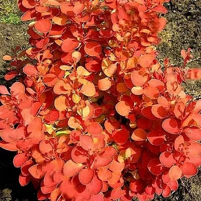 Барбарис ОРАНЖ ФАЙЕР тунберга  Барбарис ОРАНЖ ФАЙЕР тунберга в Воронеже