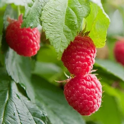 Малина МАРАВИЛЛА в Воронеже