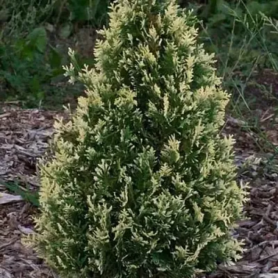 Туя БРАБАНТ ВАРИЕГАТТА западная в Воронеже