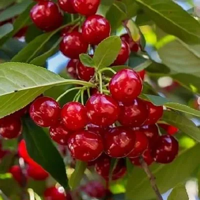 Вишня ГИРЛЯНДА  Вишня ГИРЛЯНДА в Воронеже