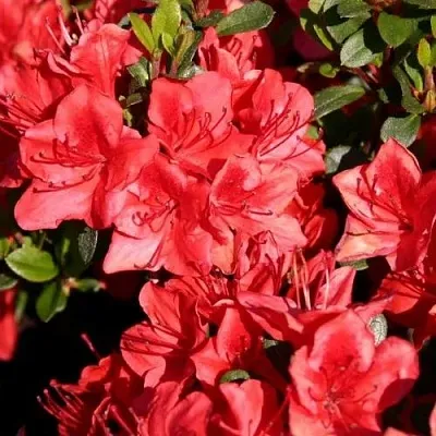 Азалия ФРИДОЛАЙН японская  Азалия ФРИДОЛАЙН японская в Воронеже