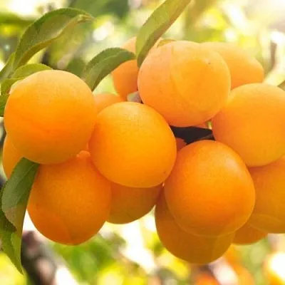 Слива МАРА  Слива МАРА в Воронеже