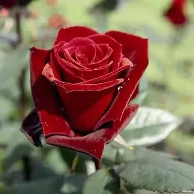 Саженцы роз ТАБУ чайно-гибридная в Воронеже