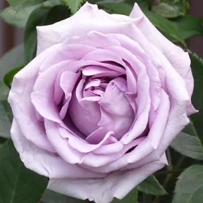 Саженцы роз ИНДИГОЛЕТТА плетистая  Саженцы роз ИНДИГОЛЕТТА плетистая в Воронеже