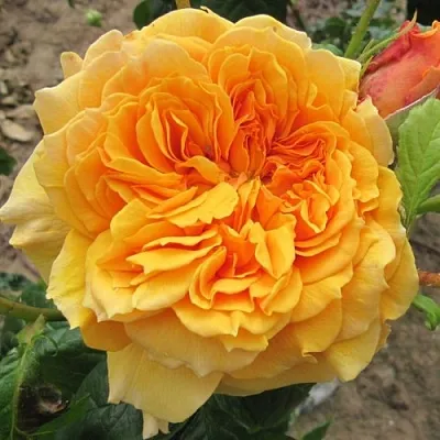 Саженцы роз ЛЕА ТУТУ шраб  Саженцы роз ЛЕА ТУТУ шраб в Воронеже