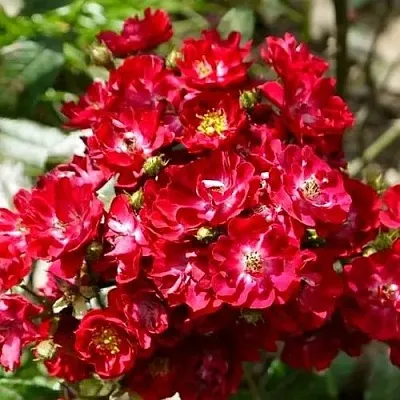 Саженцы роз АЛЬБЕРИХ полиантовая в Воронеже