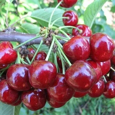 Вишня ДЕСЕРТНАЯ МОРОЗОВОЙ  Вишня ДЕСЕРТНАЯ МОРОЗОВОЙ в Воронеже