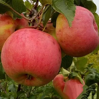 Яблоня БОЛОТОВСКОЕ в Воронеже