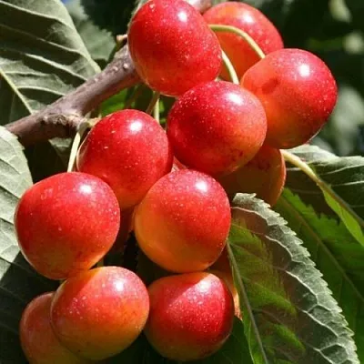 Черешня ГАСТИНЕЦ  Черешня ГАСТИНЕЦ в Воронеже