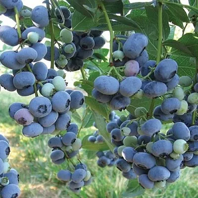 Голубика ЛИБЕРТИ в Воронеже