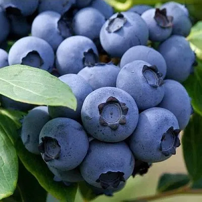 Голубика СПАРТАН в Воронеже