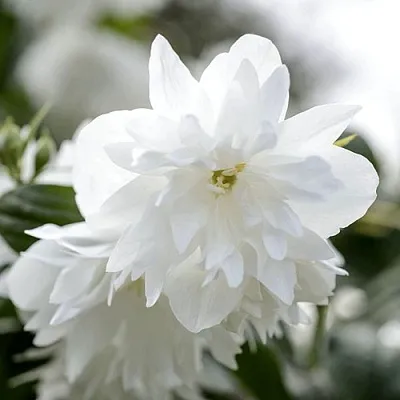 Жасмин МИНЕСОТА СНОУФЛЕЙК в Воронеже