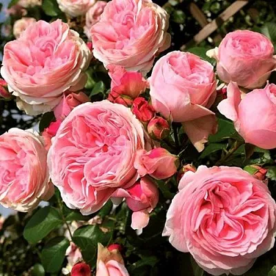 Саженцы роз ДЖАРДИНА плетистая  Саженцы роз ДЖАРДИНА плетистая в Воронеже