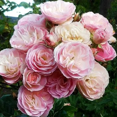 Саженцы роз БУКЕТ ПАРФЕ мускусная в Воронеже