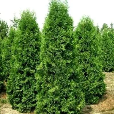 Туя ПИРАМИДАЛИС КОМПАКТА западная — описание сорта Туя ПИРАМИДАЛИС КОМПАКТА западная в Воронеже