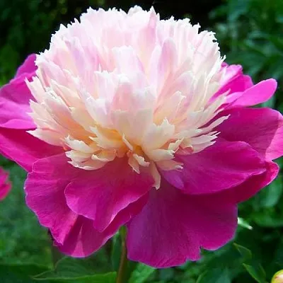 Пион ГЕЙ ПАРИ травянистый  Пион ГЕЙ ПАРИ травянистый в Воронеже