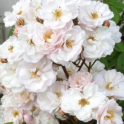 Мускусная Мускусная в Воронеже