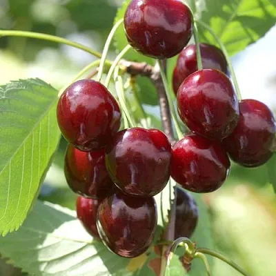 Черешня ОВСТУЖЕНКА  Черешня ОВСТУЖЕНКА в Воронеже