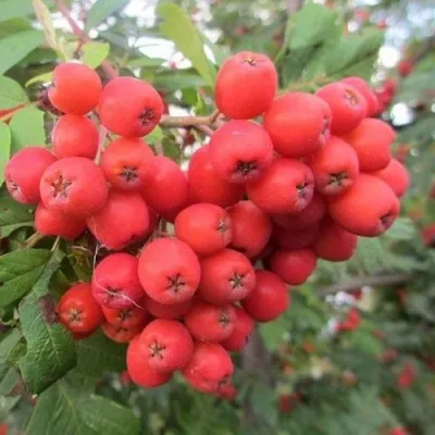 Рябина НЕВЕЖИНСКАЯ сладкоплодная в Воронеже