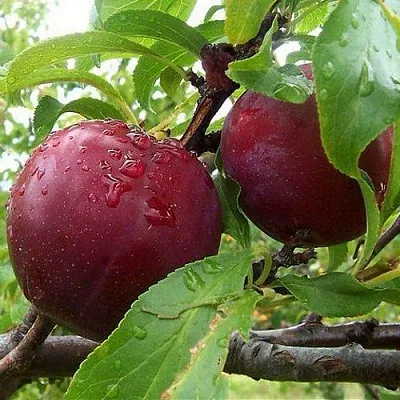 Слива КЛЕОПАТРА  Слива КЛЕОПАТРА в Воронеже