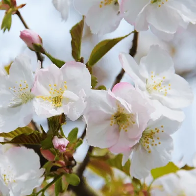 Вишня ОКАМЕ  Вишня ОКАМЕ в Воронеже