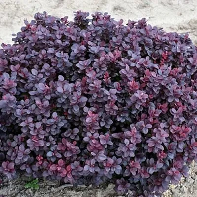 Барбарис КОНКОРД тунберга  Барбарис КОНКОРД тунберга в Воронеже