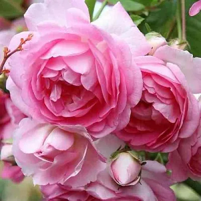 Саженцы роз ЖАСМИНА плетистая  Саженцы роз ЖАСМИНА плетистая в Воронеже